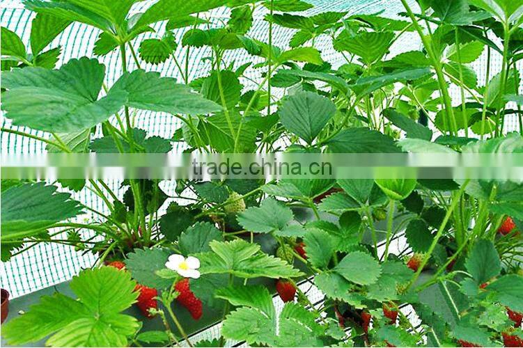 strawberry seedling nursery