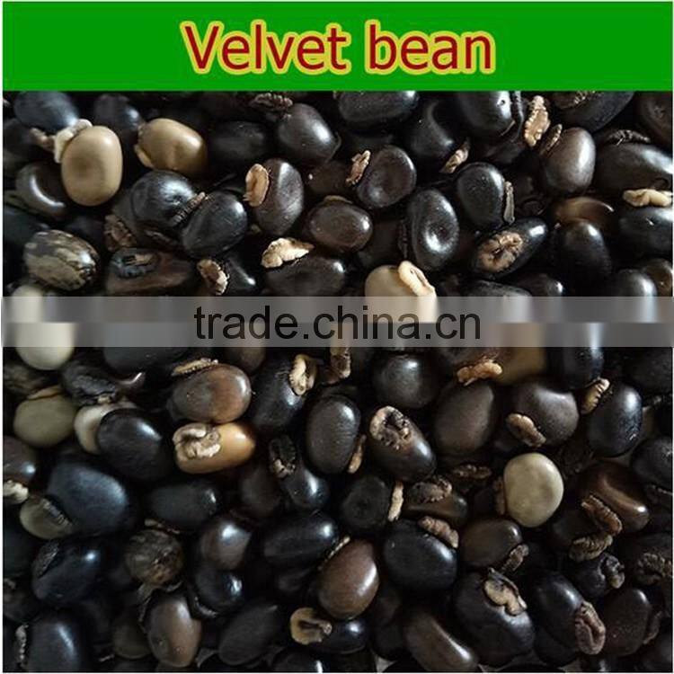 nature herbal extract capsule form for male erectile dysfunction