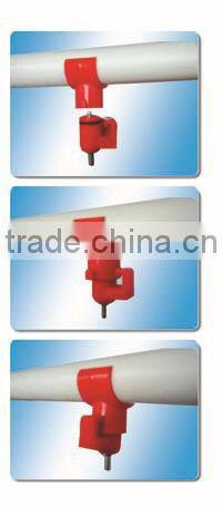 chicken drinking nipple