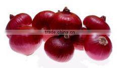 Fast Speed Garlic Grinding Machine Ginger Smasher (whatsapp:0086 15039114052)