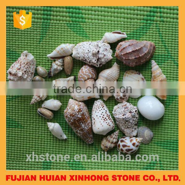 natural decotative semicassis inornata seashell for sale