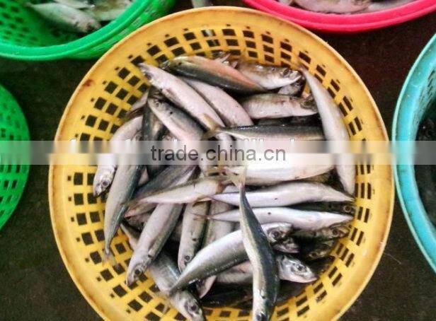 Frozen Mackerel