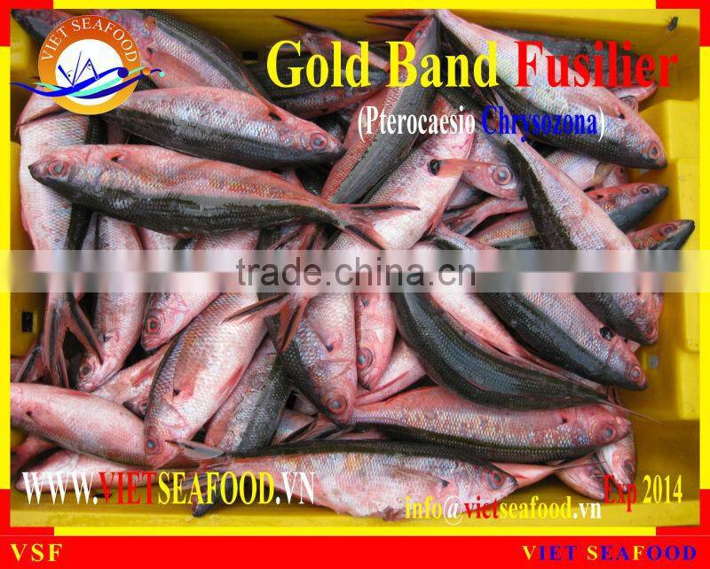 FROZEN W/R GOLD BAND FUSILIER