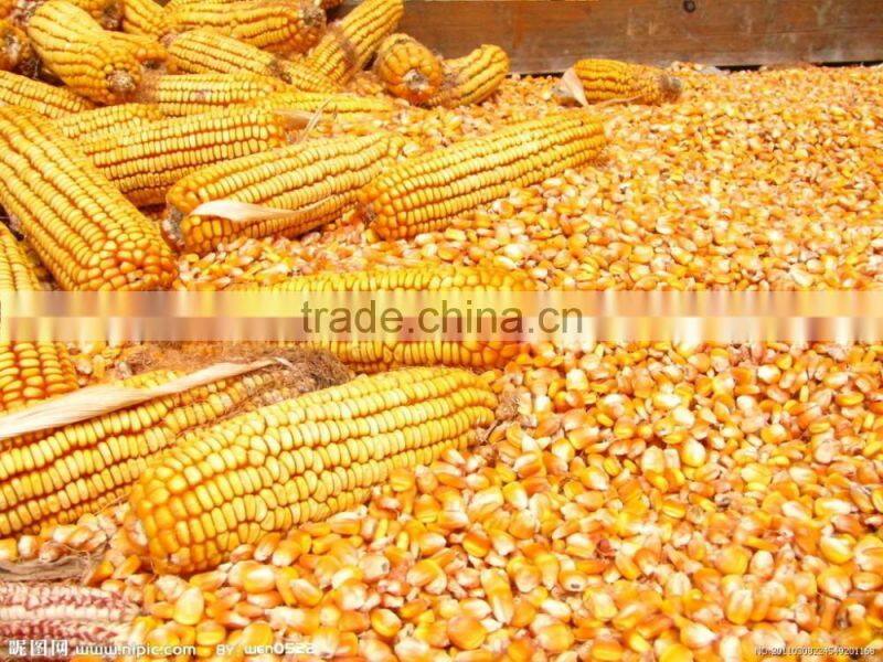 500# manual cast iron corn grinder with low hopper / corn mill