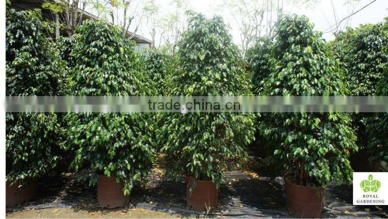 Ficus benjamina pyramid shape