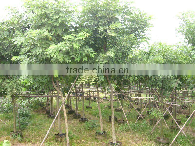 Cassia fistula outdoor tropical trees