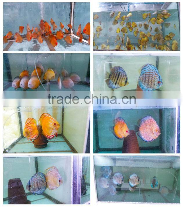 Discus fish farm for sale and export