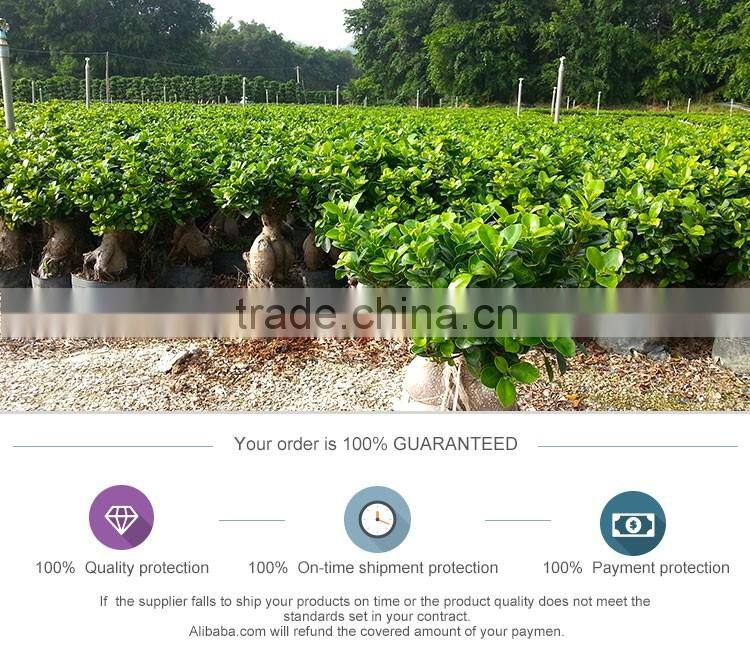 Natural Plants evergreen bonsai tree