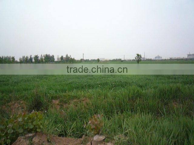 100% purity Organic barley grass powder