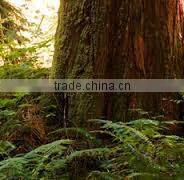 100% Natural & Pure Cedar Wood Oil (China) / Manufacturer / Supplier / Exporter