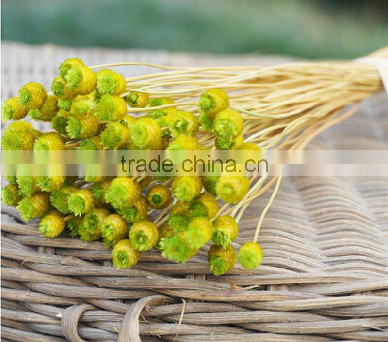 Dried natural small mini flower Brazilian art artificial dried flower home decoration