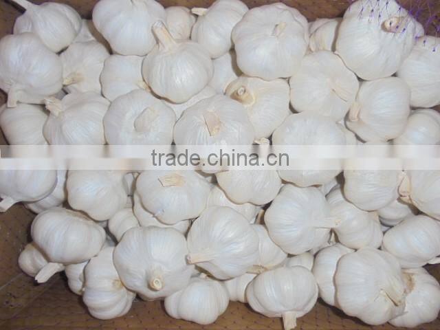 chinese pure white garlic new crop 2016 fresh best qaulity