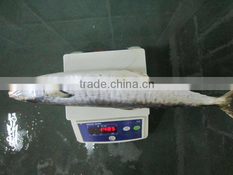 1/2kg spanish mackerel 1000g-2000g IQF IWP