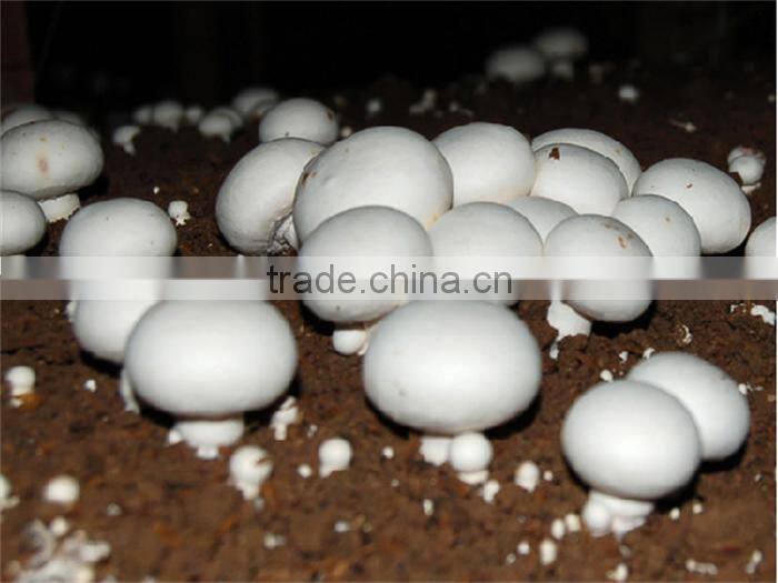 agaricus bisporus/double -spore extract/30%~50% polysaccharide by uv