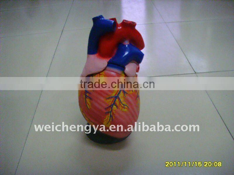 Heart anatomic model(biomedicine apparatus)/medical anatomical skull
