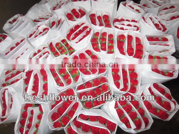 fresh cut red carnation for Mother's day