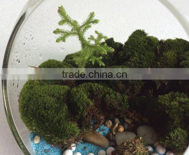 DIY accessories natural moss decorative green moss for micro landscape