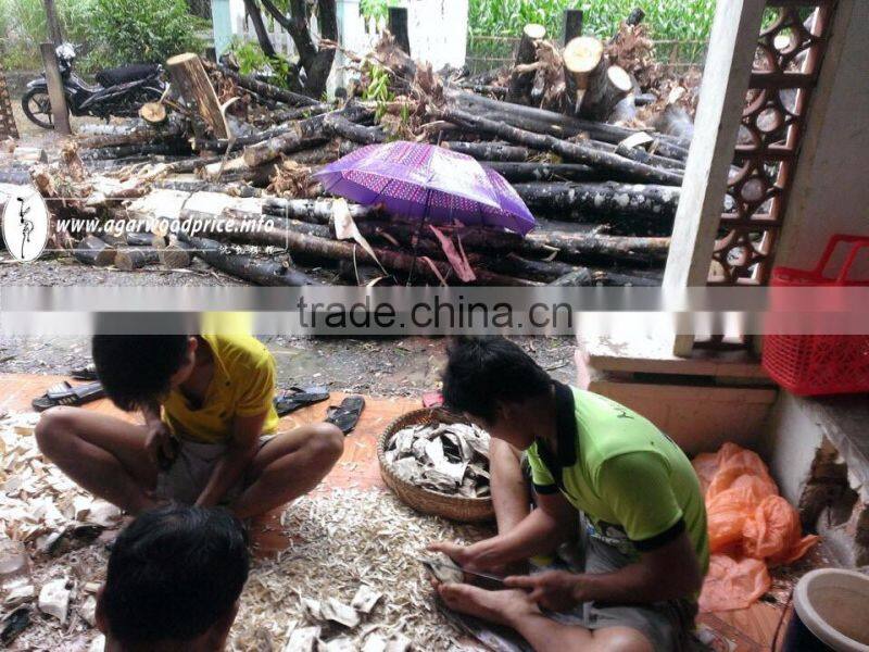 Special Vietnamese Oudh Chunks from Vietnam