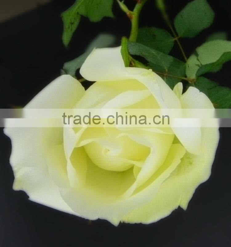 Durable Tineke white rose balls wedding