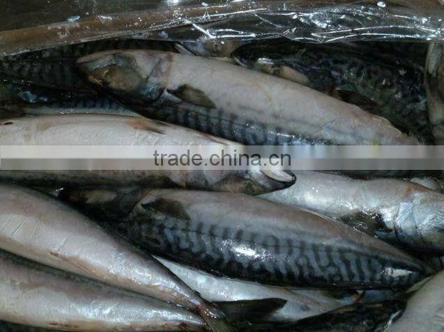 seafood pacific mackerel / scomber japonicus