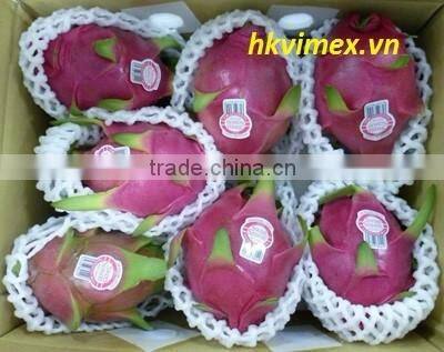 HOANG KIM VIETNAM EXPORT DRAGON FRUIT