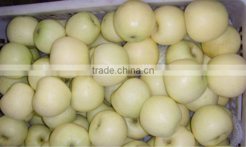 2016 Chinese golden delicious fresh apple with best quality