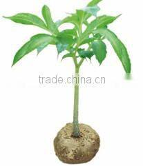 shirataki fettuccine