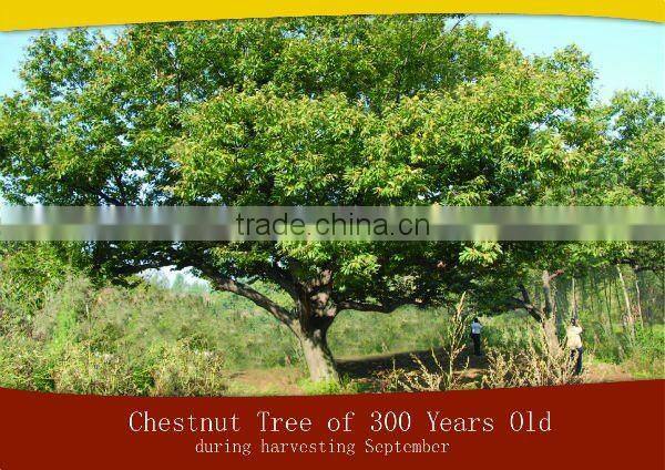 roasted chestnuts, nuts,halal