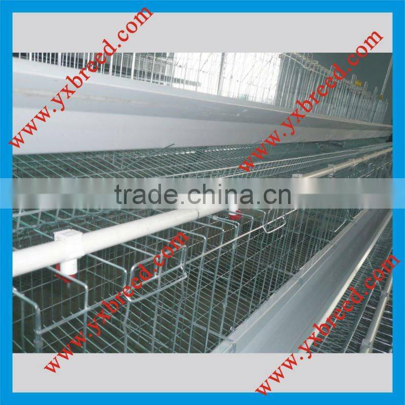 A type chicken layer battery cage