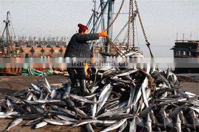 good quality fish meal low price,origin china