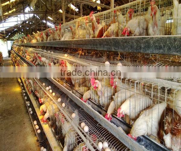 chiken egg poultry farm equipment/chicken cage for sale/automatic chicken layer cage