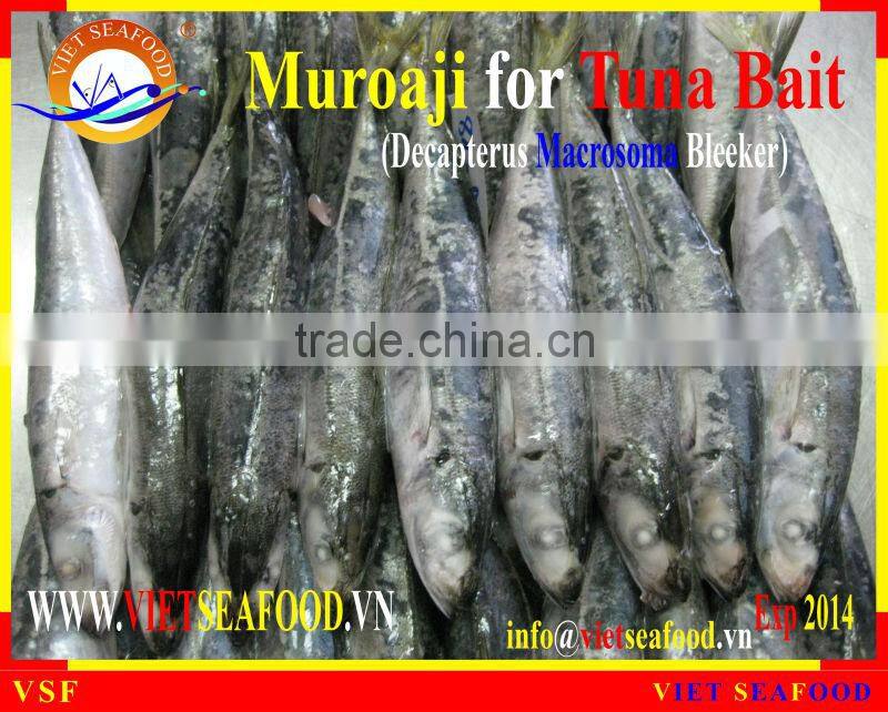 FROZEN MUROAJI FOR TUNA BAIT
