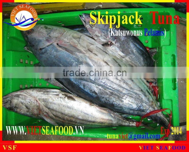 FROZEN SKIPJACK TUNA WHOLE ROUND