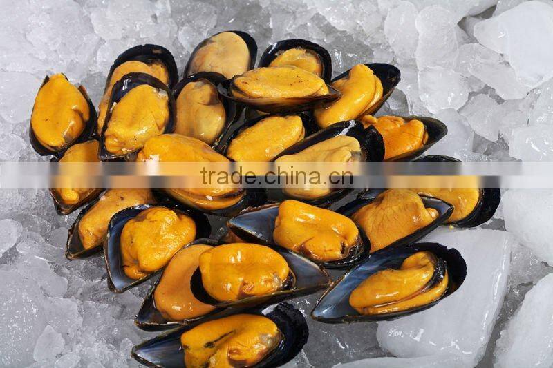 Mussel
