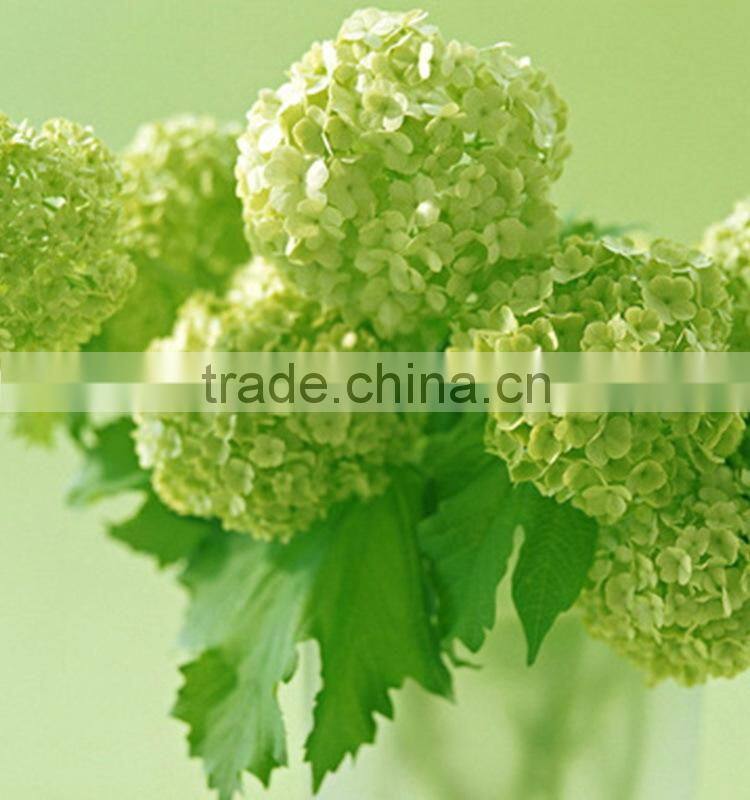 Fashionable promotional pretty hydrangea flowers