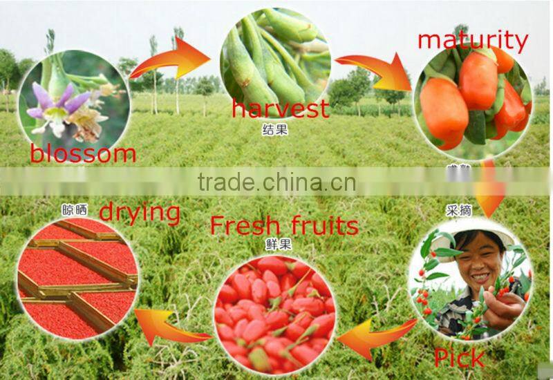 Low pesticide residue dried goji berries