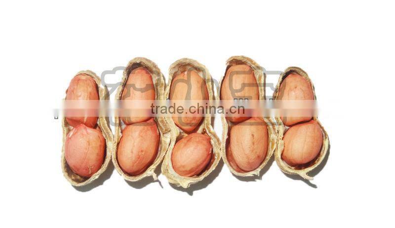 Huaxiaobao Peanut Variety domination: Zhongkaihua 1