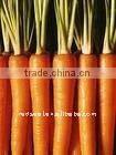 Chinese fresh red carrot