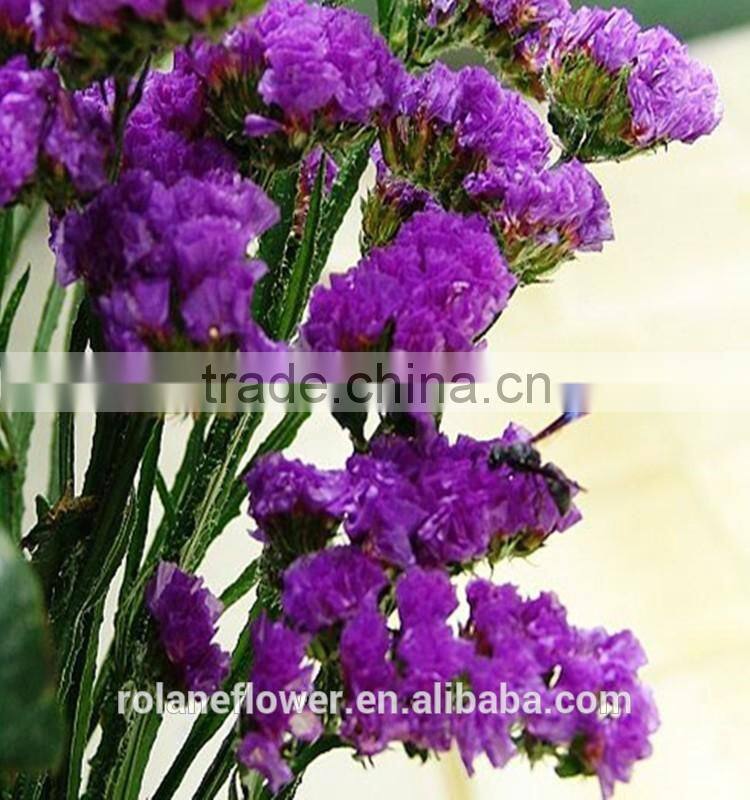 Best Selling Natural Myosotis Sylvatica flower