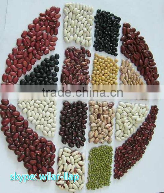 2012 , 2013 Light Speckled Kidney Bean with Cheapest price ,LSKB, Long shape
