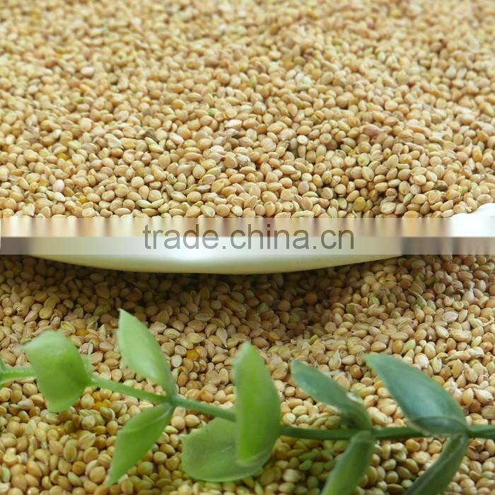White Broomcore Millet with reasonable price 2016 crop