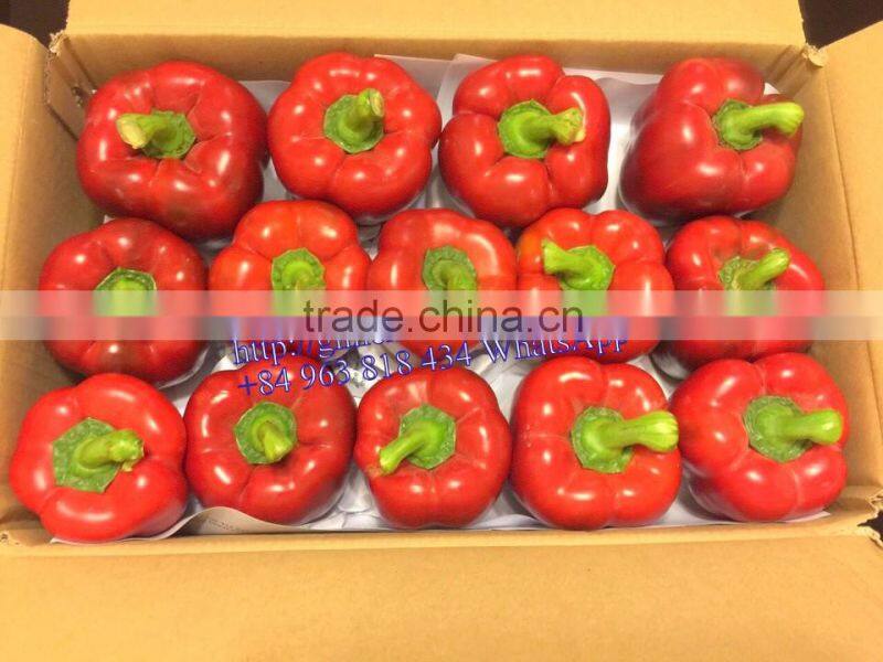 FRESH SWEET PEPPER / BELL PEPPER +84963818434 whatsapp