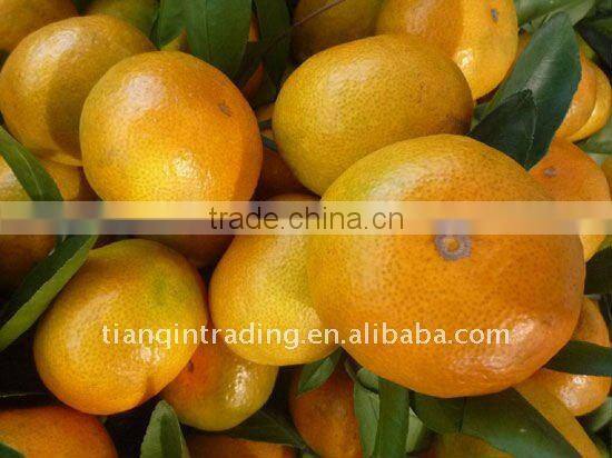 fresh chinese mandarin
