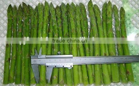 IQF Fresh Green Asparagus from China