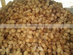 Fresh Indian Coconut in Semi Husked