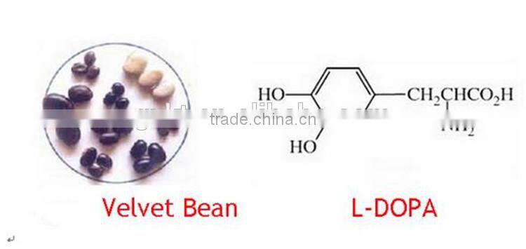 Male Erection Velvet Bean /Mucuna pruriens