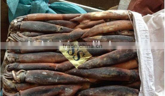 below 150g frozen illex argentinus squid