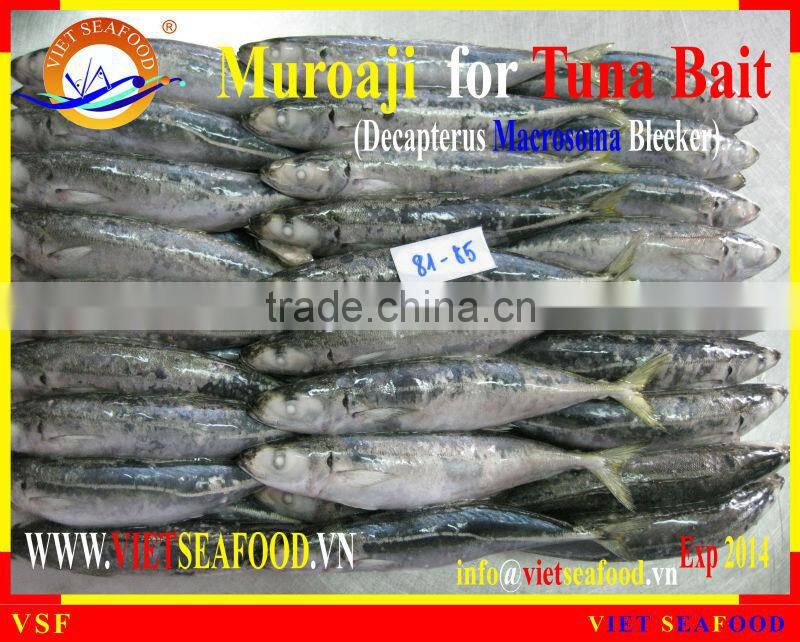 FROZEN W/R MUROAJI FOR TUNA BAIT