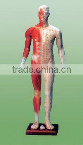 Head model for the acupuncture