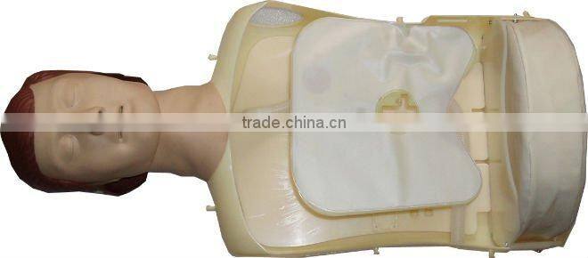 pathology Transparent teeth model